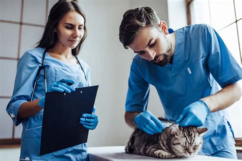 Vet Assistant jobs in Pennsylvania. Sort by: relevance - date. 135 jobs. Veterinary Assistant. Hiring multiple candidates. Avets 2.8. Monroeville, PA 15146. Typically responds within 4 days. $14 - $17 an hour. Full-time. ... Above average pay for an experienced personable veterinary assistant.